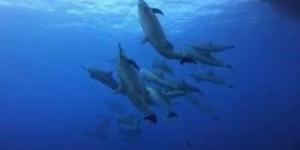 شاطئ اللؤلؤ بأبحر الشمالية فى جدة.. وجهة بحرية تجمع بين الجمال والأنشطة الترفيهية