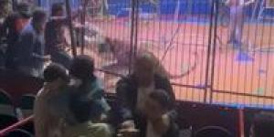 مأساة السيرك.. شبل يهاجم طفلة خلال صورة تذكارية