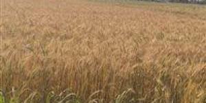 في أول أيام التوريد .. صوامع وشون الشرقية تستقبل ٤٦٧ طن ٦٩٠ كيلو قمح محلي