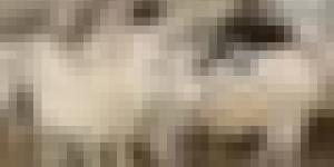 وزارة الفلاحة تطلق رسميا عملية حجز وبيع المواشي المستوردة.. وهذا سعرها