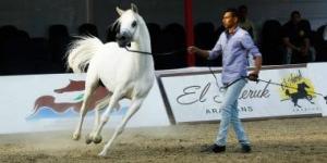 الخيل العربية.. إرث متجدد وحضور متألق في بطولة القصيم السعودية