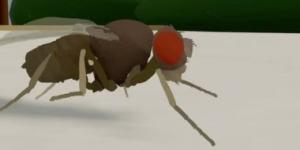 العلماء يدخلون دماغ ذبابة فى الذكاء الاصطناعى ويتطلعون للعقل البشرى