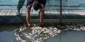 نفوق 300 طن من الأسماك بالعراق فى غضون ساعتين بسبب تلوث مياه نهر دجلة