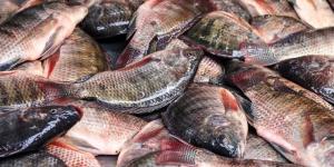 أسعار السمك اليوم الأحد 26 أبريل 2026 في الأسواق المصرية