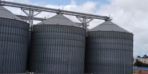 توريد 8 آلاف طن قمح لصوامع كفر الشيخ منذ انطلاق موسم 2026