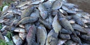 أسعار الأسماك في الوادي الجديد اليوم الإثنين 27 أبريل 2026