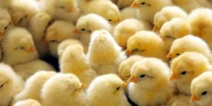 أسعار الكتاكيت في أسواق محافظة الإسكندرية اليوم 27 أبريل