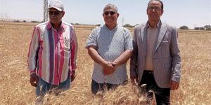 وكيل زراعة الوادي الجديد يشهد حصاد القمح بمركز بلاط.. موسم مبشر وإنتاجية مرتفعة