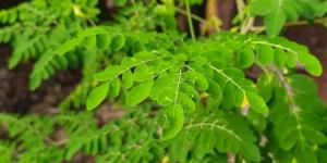 "شجرة الحياة" تنقذ الماء من التلوث البلاستيكي