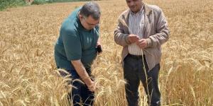 الإرشاد الزراعى بالبحيرة ينظم يوم حصاد لمحصول القمح بالمدارس الحقلية