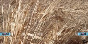 زراعة مطروح: بدء حصاد الحقول الإرشادية لمحصول القمح بالحمام