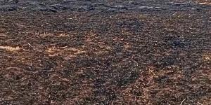النيران تلتهم محصول قمح عدد من الأراضي الزراعية بالشرقية