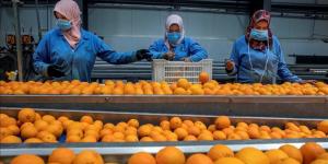 بزيادة 20.3%.. الصادرات الزراعية تقفز إلي 1.2 مليار دولار خلال شهرين