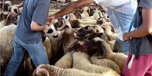 حكم تقسيط الأضحية في عيد الأضحى 2026.. دار الإفتاء توضح