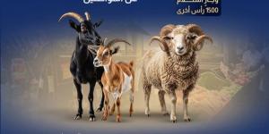 استعدادات مكثفة لوزارة التموين خلال عيد الأضحى لتوفير السلع الغذائية واللحوم