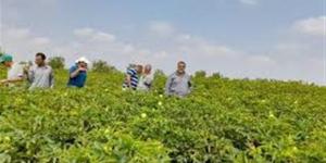 ضمانات الفلاح والمستهلك بمشروع قانون الزراعة التعاقدية الجديد