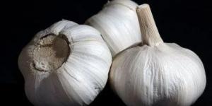 العلاج اللاذع: الثوم فى الطب والثقافة اليونانية القديمة