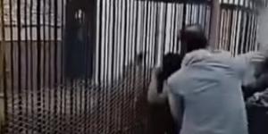 شاهد أسد يلتهم يد طفل يمنى في حديقة بصنعاء.. والطفل يصرخ: أين يدى