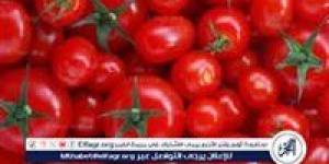 حقيقة إصابة 70% من محصول الطماطم بسوسة الطماطم.. مجلس الوزراء يحسم الجدل