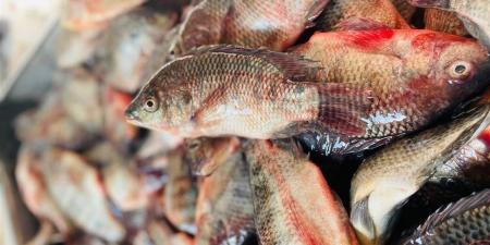 أسعار الأسماك اليوم الخميس 30 أكتوبر 2025 في الأسواق