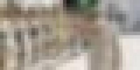 الفريق أول شنقريحة يهنئ أفراد الجيش الوطني الشعبي والشعب الجزائري بذكرى اندلاع ثورة نوفمبر المجيدة