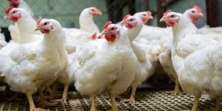 أسعار الفراخ اليوم الجمعة 31-10-2025