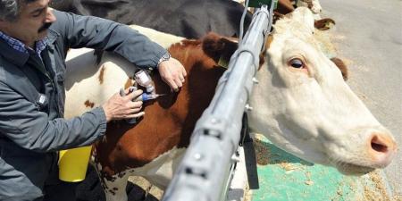 رئيس الهيئة البيطرية يتابع الحملة القومية للتحصين ضد مرضي الحمى القلاعية بدمياط