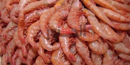 أسعار الجمبري والمأكولات البحرية في الغربية اليوم الأربعاء 5 نوفمبر 2025