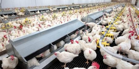بورصة الدواجن اليوم الخميس 6-11-2025.. أسعار الفراخ الآن في مصر