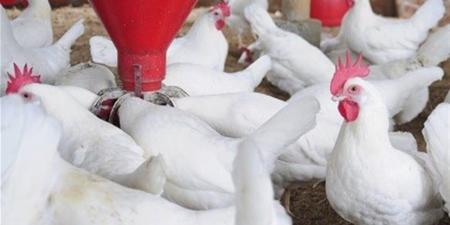 أسعار الدواجن اليوم.. الفراخ البيضاء والبلدي وفق بورصة الدواجن