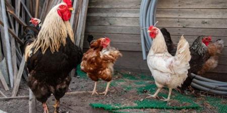 أسعار الفراخ والبيض اليوم الثلاثاء 11 نوفمبر 2025 في الأسواق المصرية