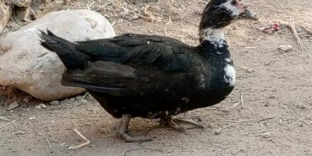 زيادة تكاليف الأعلاف والإنتاج.. تعرف على أسعار البط اليوم بالغربية