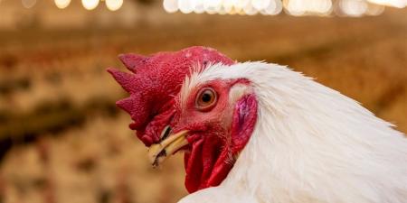 سعر الفراخ اليوم الجمعة 14 نوفمبر 2025 في بورصة الدواجن