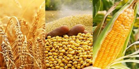 أسعار البن تحت ضغط إنتاج البرازيل.. تقلبات في أسواق السلع الزراعية عالميا