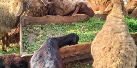 اجري وحصن.. الطب البيطري يؤكد استمرار الحملة القومية للتحصين في كفرالشيخ