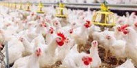 سعر كيلو الفراخ البيضاء اليوم الخميس 20 نوفمبر.. مفاجأة في أسعار الدواجن