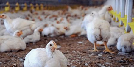 سعر كيلو الفراخ اليوم 20 نوفمبر 2025.. نشرة أسعار الدواجن بالسوق