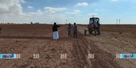 تنفيذ أول حقل إرشادي لمحصول الشعير في مطروح