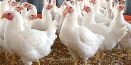 سعر كيلو الفراخ البيضاء والبلدي اليوم 21 نوفمبر 2025 في الأسواق