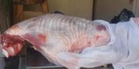 حملات موسعة على المخابز البلدية ومنافذ بيع اللحوم والأسواق بالقوصية.. ومحافظ أسيوط يشدد على استمرارها