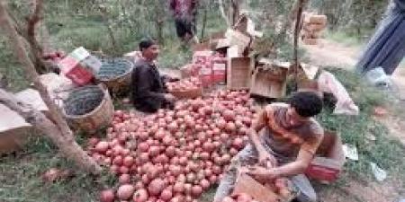 جوهرة الصعيد التي غزت أسواق العالم.. كيف أصبح رمان البداري بطل الصادرات المصرية؟