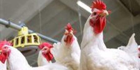 بعد التراجع الأخير.. سعر كيلو الفراخ البيضاء اليوم الاثنين 24 نوفمبر 2025