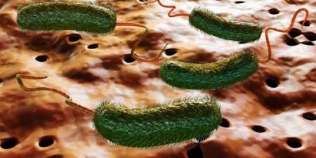 كيف تؤثر البكتيريا المنزلية على صحتنا؟