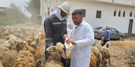 الهيئة العامة للخدمات البيطرية تنفيذ قافلة علاجية وتناسلية مجانية بالاسماعيلية