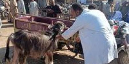 تحصين 19892 رأس حيوان ضد الامراض الوبائية بالأقصر