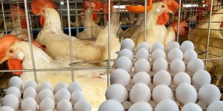 هبوط كبير في أسعار الدواجن والبيض اليوم الأربعاء