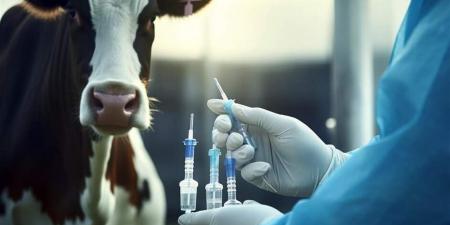 "الخدمات البيطرية" تُكثف جهودها لمواجهة مقاومة المضادات الحيوية في الثروة الحيوانية