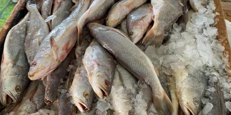 قوائم التسعيرة الرسمية لأسماك سوق العبور اليوم السبت 29 نوفمبر 2025