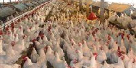 بـ55 جنيهًا..عاجل تراجع غير مسبوق في أسعار الدواجن والكليو يصل لأدنى مستوى