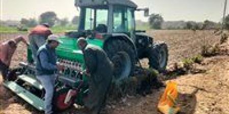 الشرقية تتصدر زراعة القمح بـ400 ألف فدان هذا العام